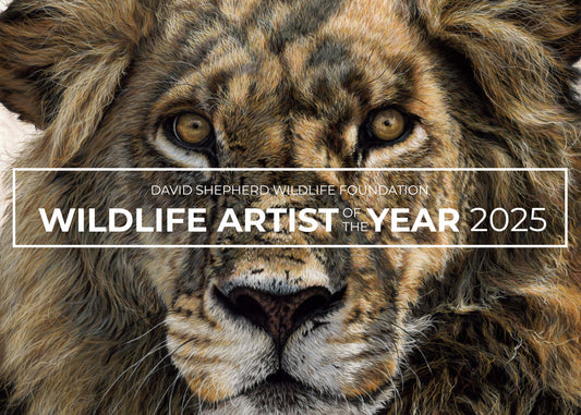 "Warrior" - Wildlife Artist of the Year Finalist 2025 - Naomi Jenkin