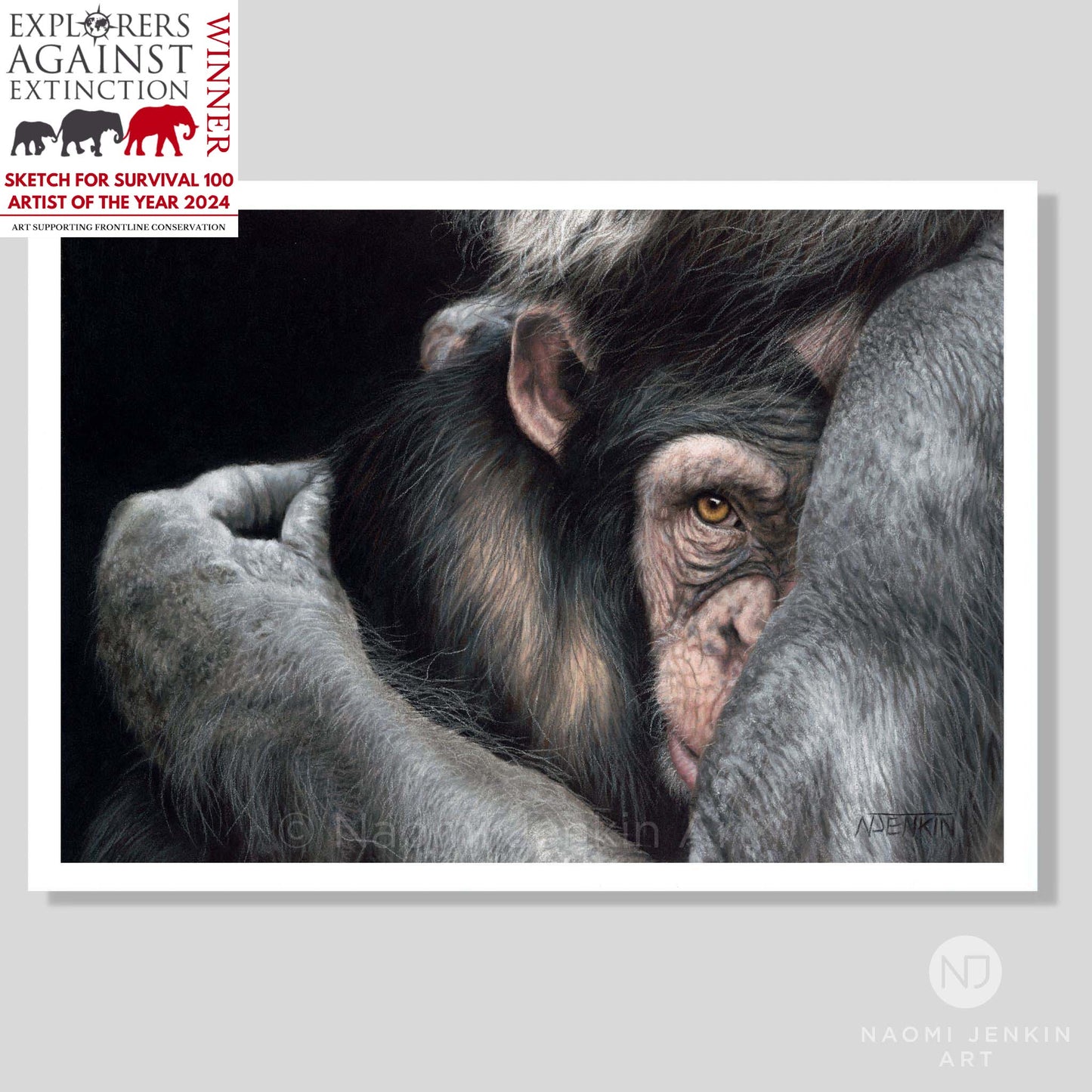 Chimpanzee art print titled "Embrace" by Naomi Jenkin Art. Winner of 'Sketch For Survival 2024' run by Explorers Against Extinction.