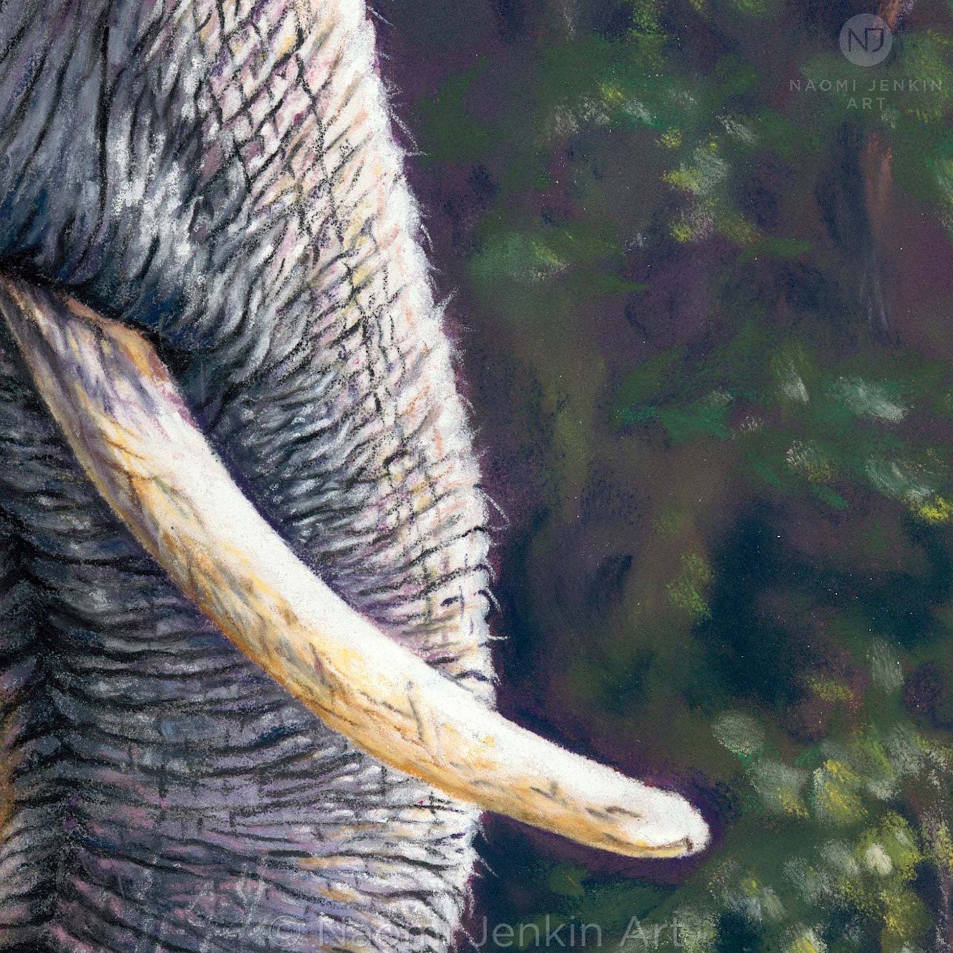 Close up detail of elephant drawing "Elephant of the Forest" by Naomi Jenkin Art.