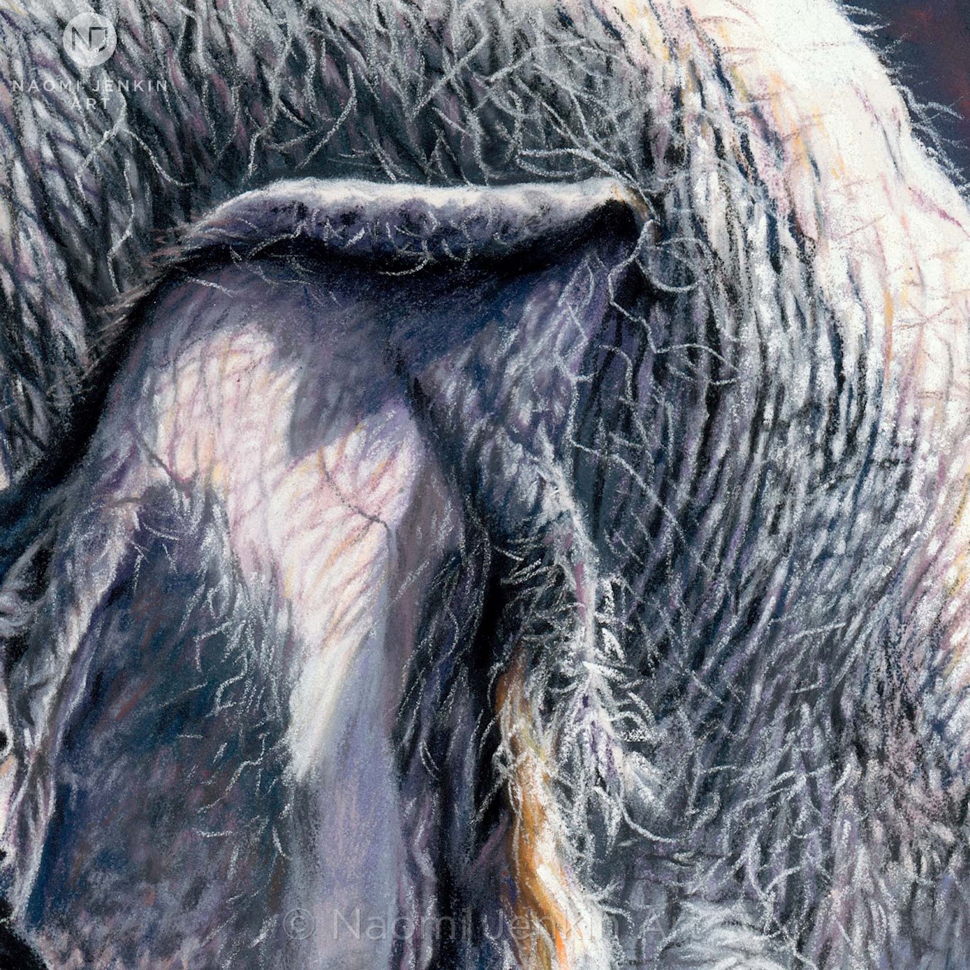Close up detail of elephant drawing "Elephant of the Forest" by Naomi Jenkin Art.