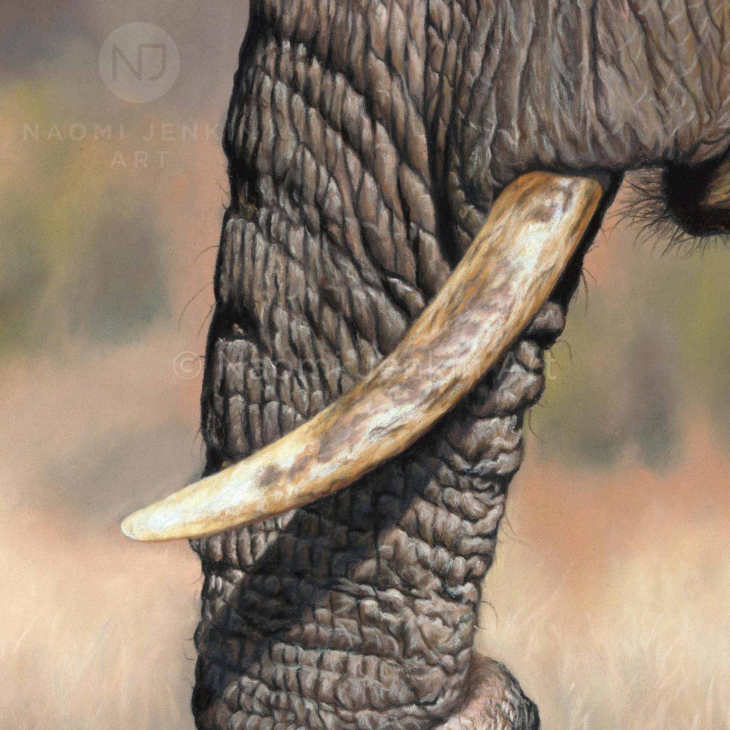 Elephant tusk close up drawing from the original 'Little and Large' painting by Naomi Jenkin