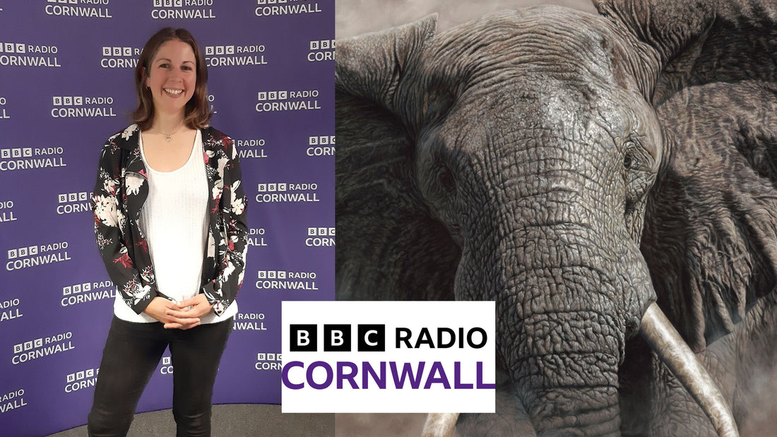 BBC Radio Interview with wildlife artist Naomi Jenkin