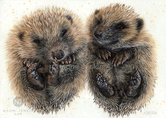 Hedgehog art by Naomi Jenkin