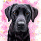 Dog greeting card of a black Labrador from Naomi Jenkin Art. 