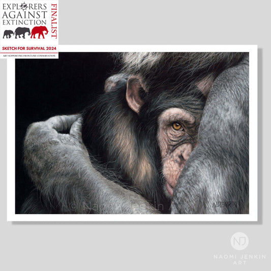 Chimpanzee art print titled "Embrace" by Naomi Jenkin Art. Finalist in Explorers Against Extinction 'Sketch For Survival 2024'