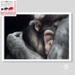 Chimpanzee art print titled "Embrace" by Naomi Jenkin Art. Winner of 'Sketch For Survival 2024' run by Explorers Against Extinction. 