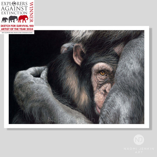 Chimpanzee art print titled "Embrace" by Naomi Jenkin Art. Winner of 'Sketch For Survival 2024' run by Explorers Against Extinction. 