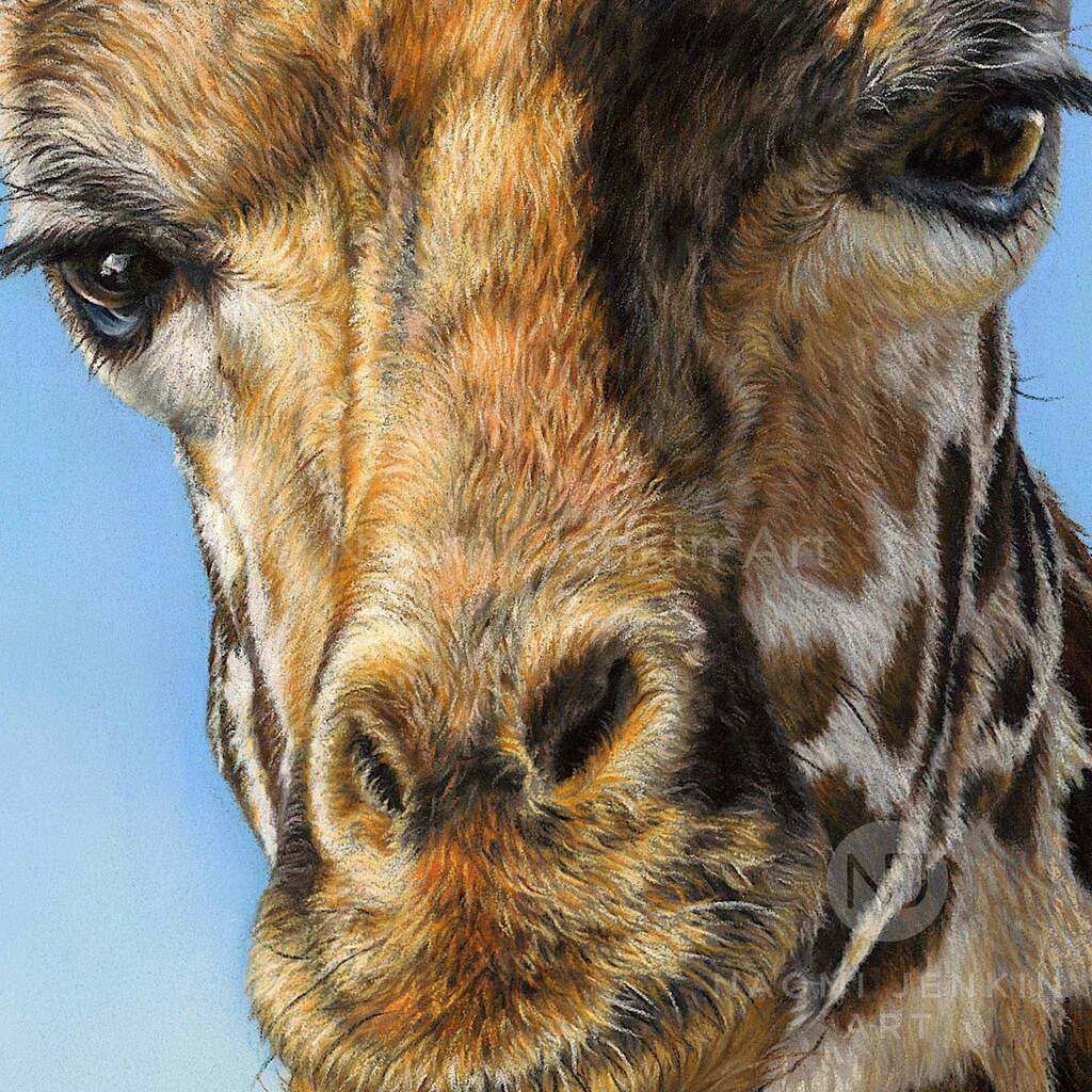 Close up giraffe face drawing from the original ' Neck and Neck' painting by wildlife artist Naomi Jenkin