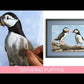 Process video of the 'Puffins' painting by Naomi Jenkin