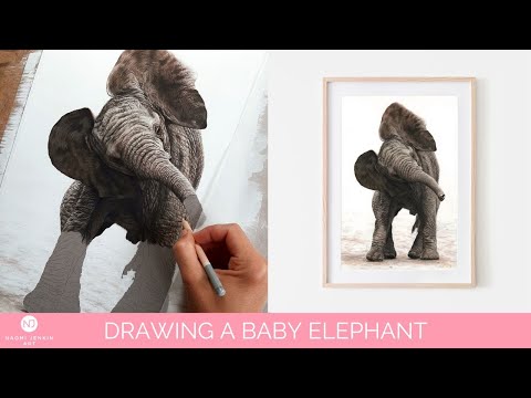 Drawing video from wildlife artist Naomi Jenkin of an African Elephant