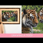 Realistic tiger painting "Allegiance" being drawn in pastels by wildlife artist Naomi Jenkin. 
