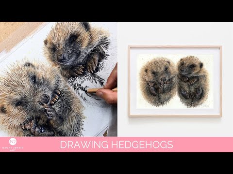 Creation of hedgehog drawing by wildlife artist Naomi Jenkin. 