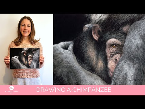 Drawing a realistic chimpanzee with wildlife artist Naomi Jenkin