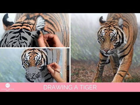 Realistic tiger painting "Stealth" being drawn in pastels by wildlife artist Naomi Jenkin. 