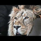 Process video of the 'Watchful Eyes' lion drawing by Naomi Jenkin