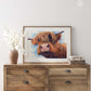 Framed highland cow art "Bad Hair Day" by Naomi Jenkin Art.