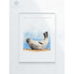 Framed original common seal drawing by Naomi Jenkin Art.