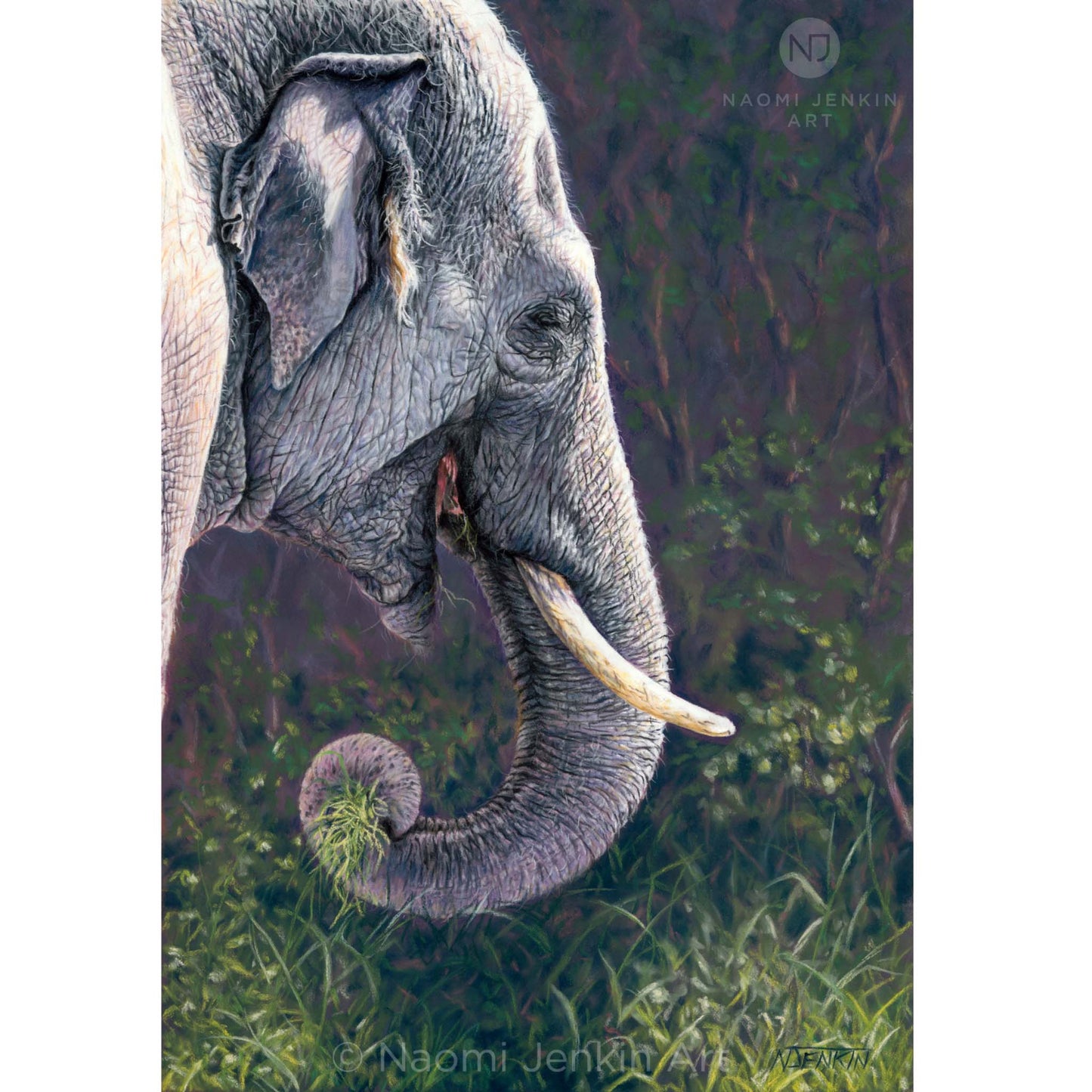 Original elephant drawing "Elephant of the Forest" by wildlife artist Naomi Jenkin. 