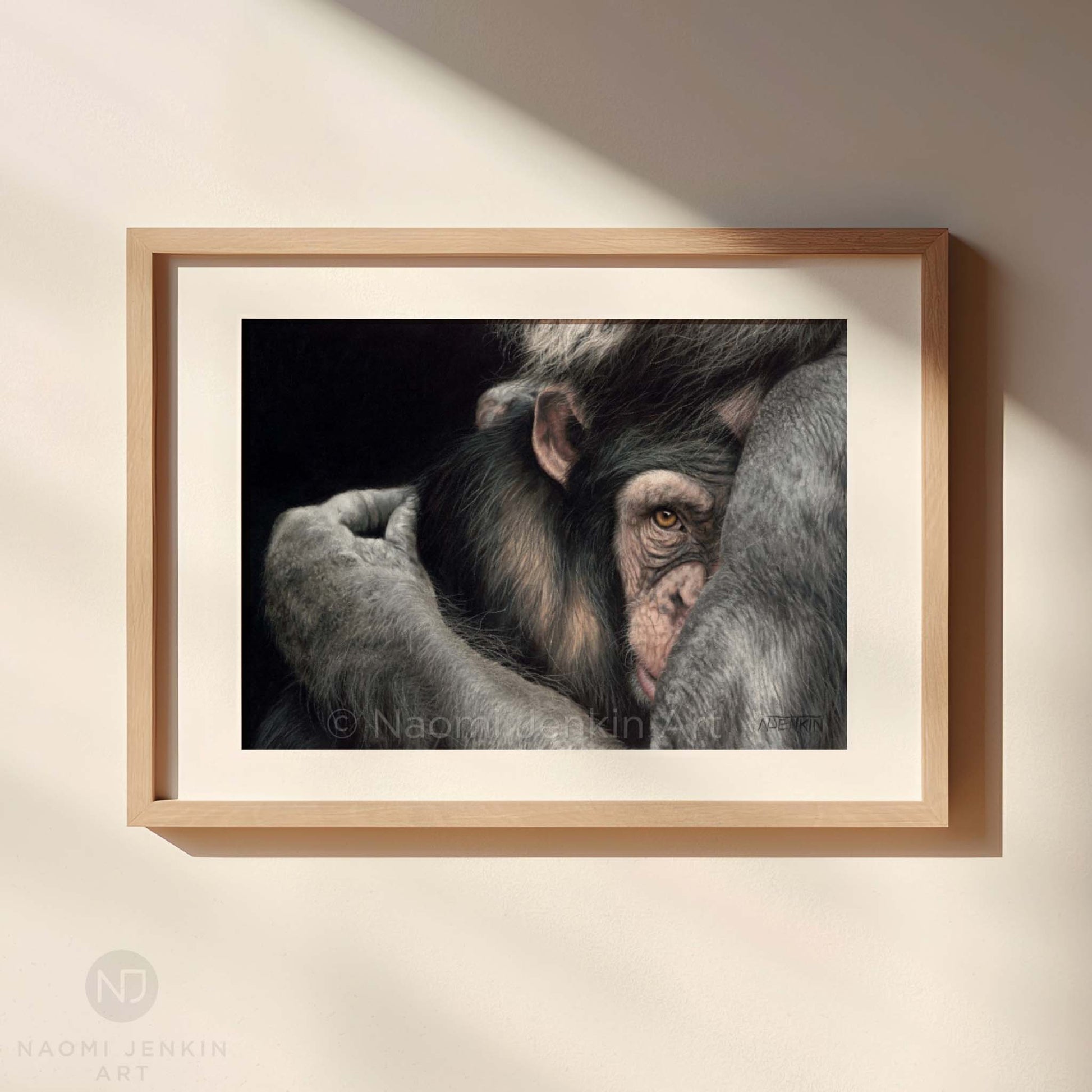 Framed chimpanzee drawing "Embrace" by wildlife artist Naomi Jenkin Art. 