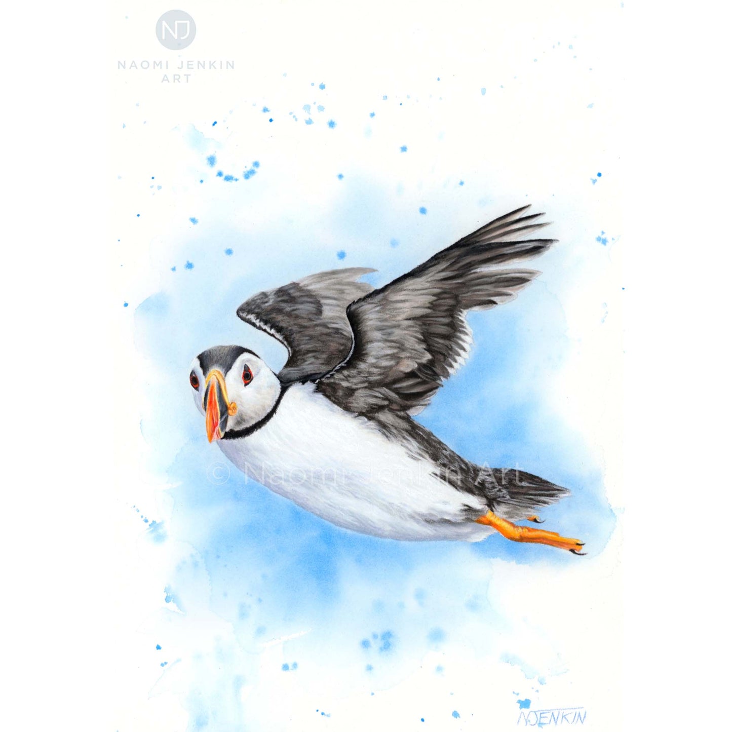 Original puffin drawing by Naomi Jenkin Art