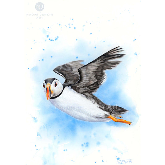 Original puffin drawing by Naomi Jenkin Art