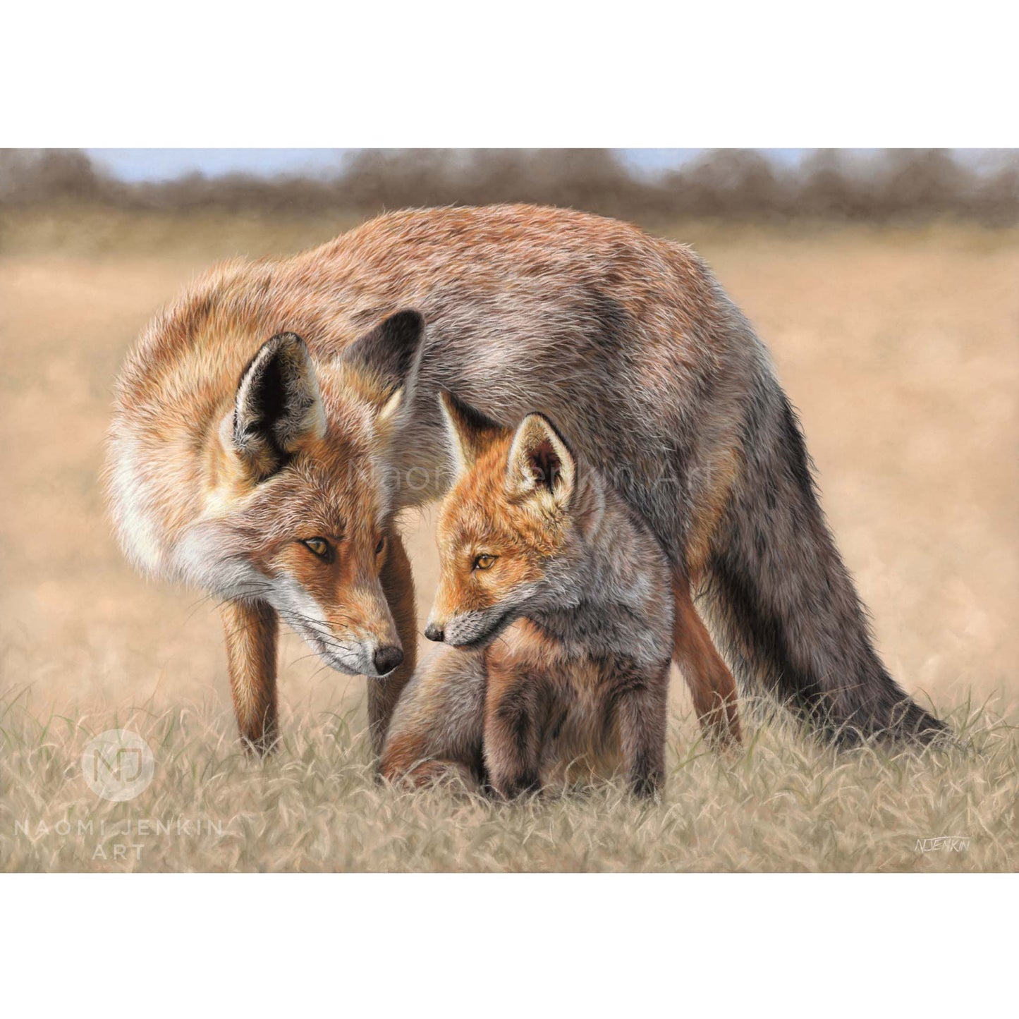 Wildlife art drawing of red foxes by Naomi Jenkin Art. 