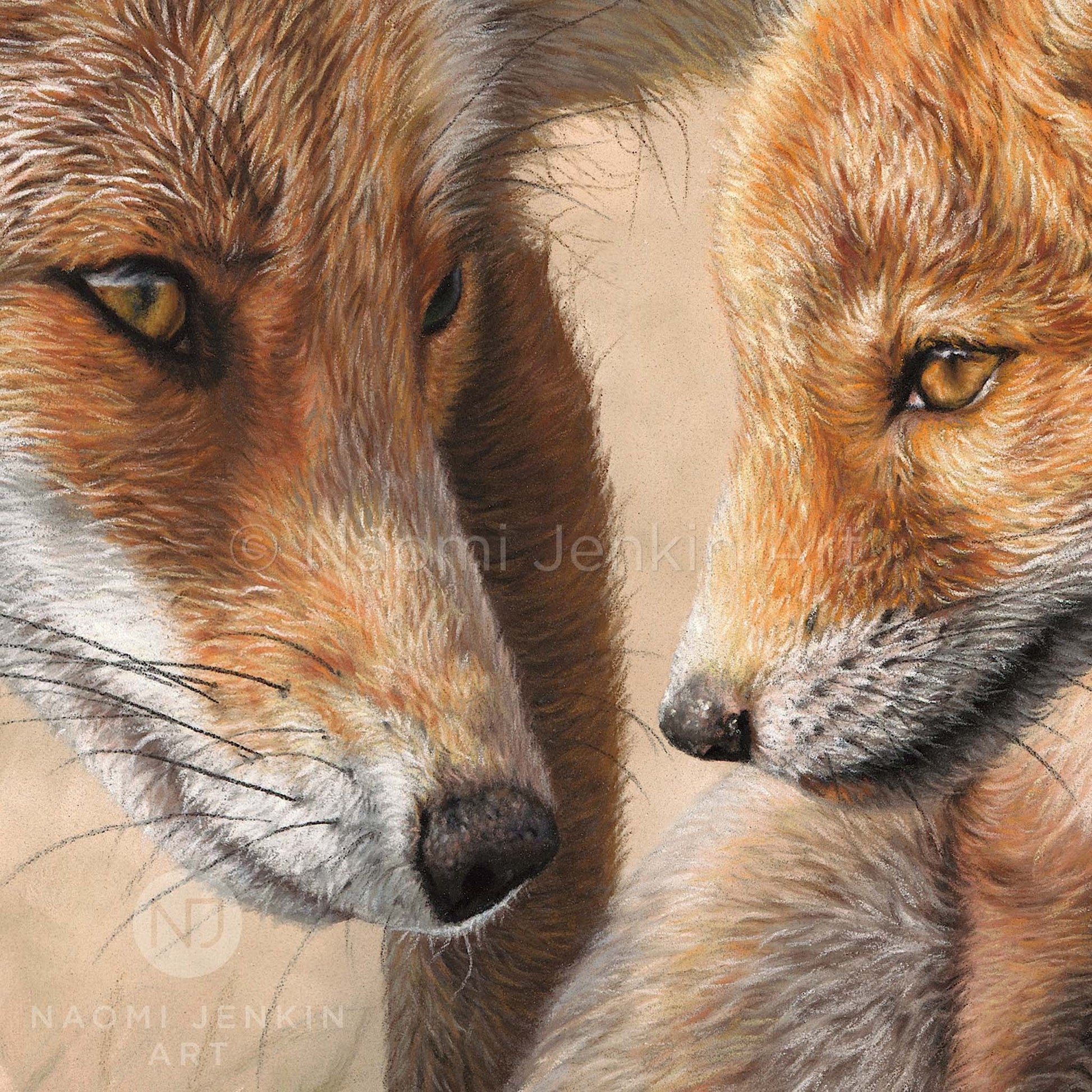 Close up of a wildlife art drawing of red foxes by Naomi Jenkin Art. 