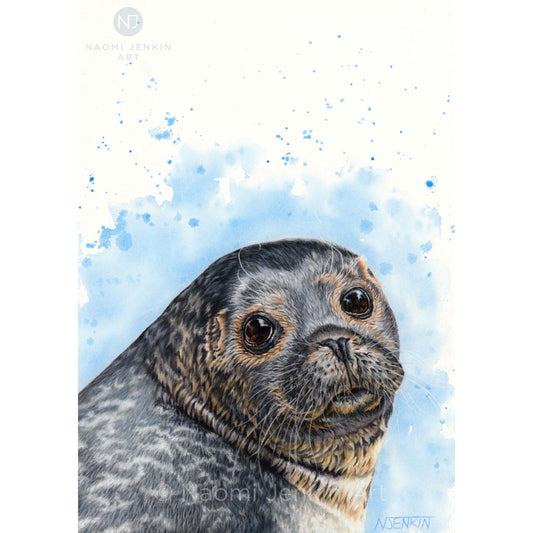 Original grey seal drawing by Naomi Jenkin Art. 