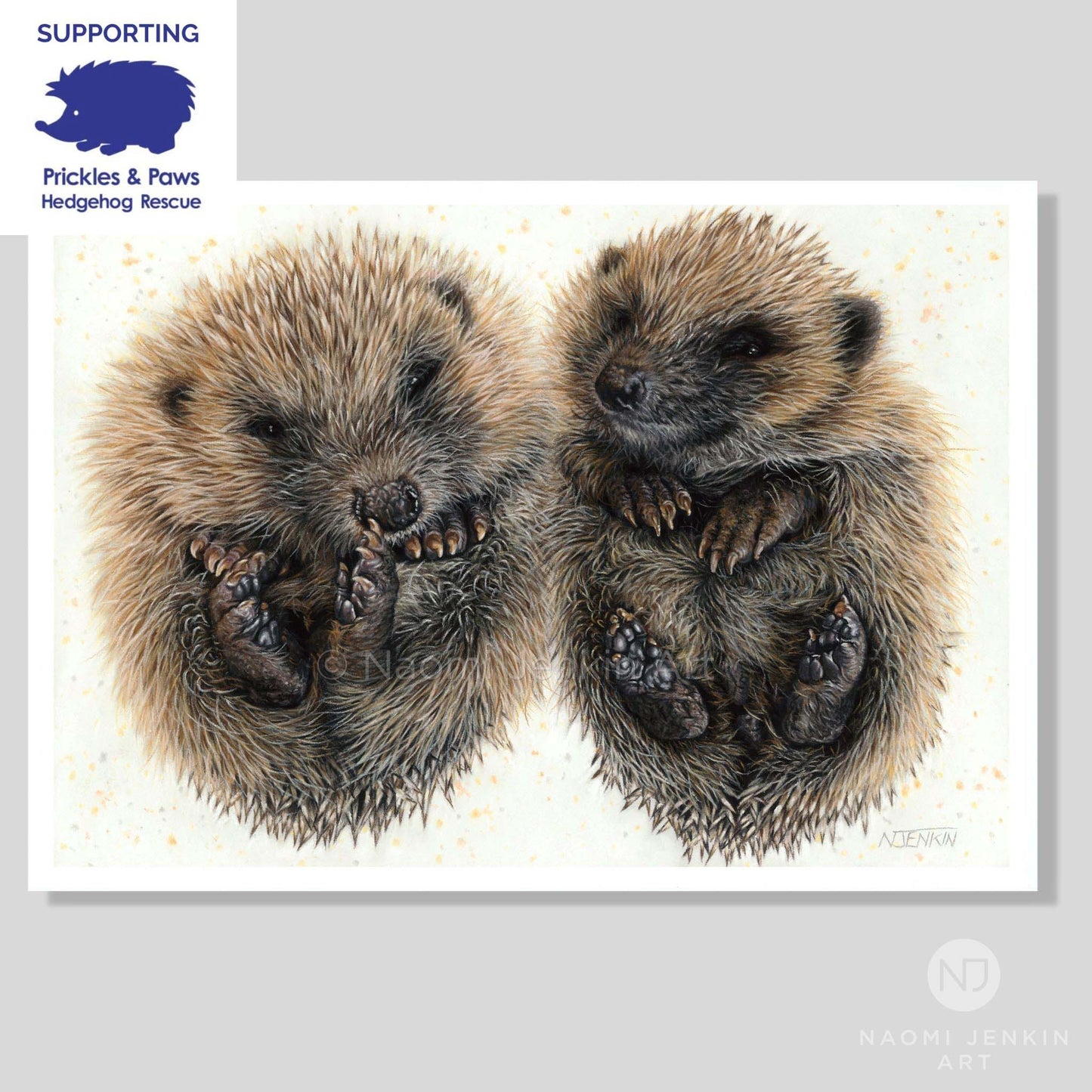 Hedgehog art print by Naomi Jenkin Art in support of Prickles and Paws Hedgehog Rescue. 