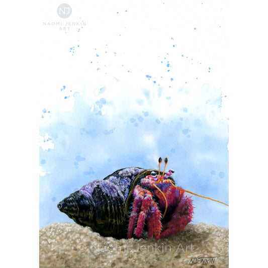 Original hermit crab drawing by Naomi Jenkin Art. 