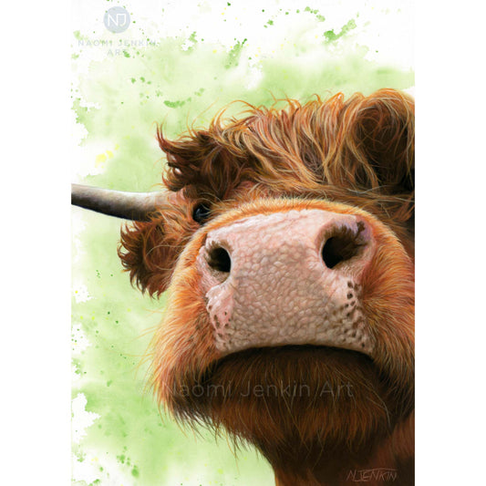 Original Highland Cow drawing by Naomi Jenkin Art.