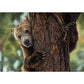 Grizzly bear original art by wildlife artist Naomi Jenkin 