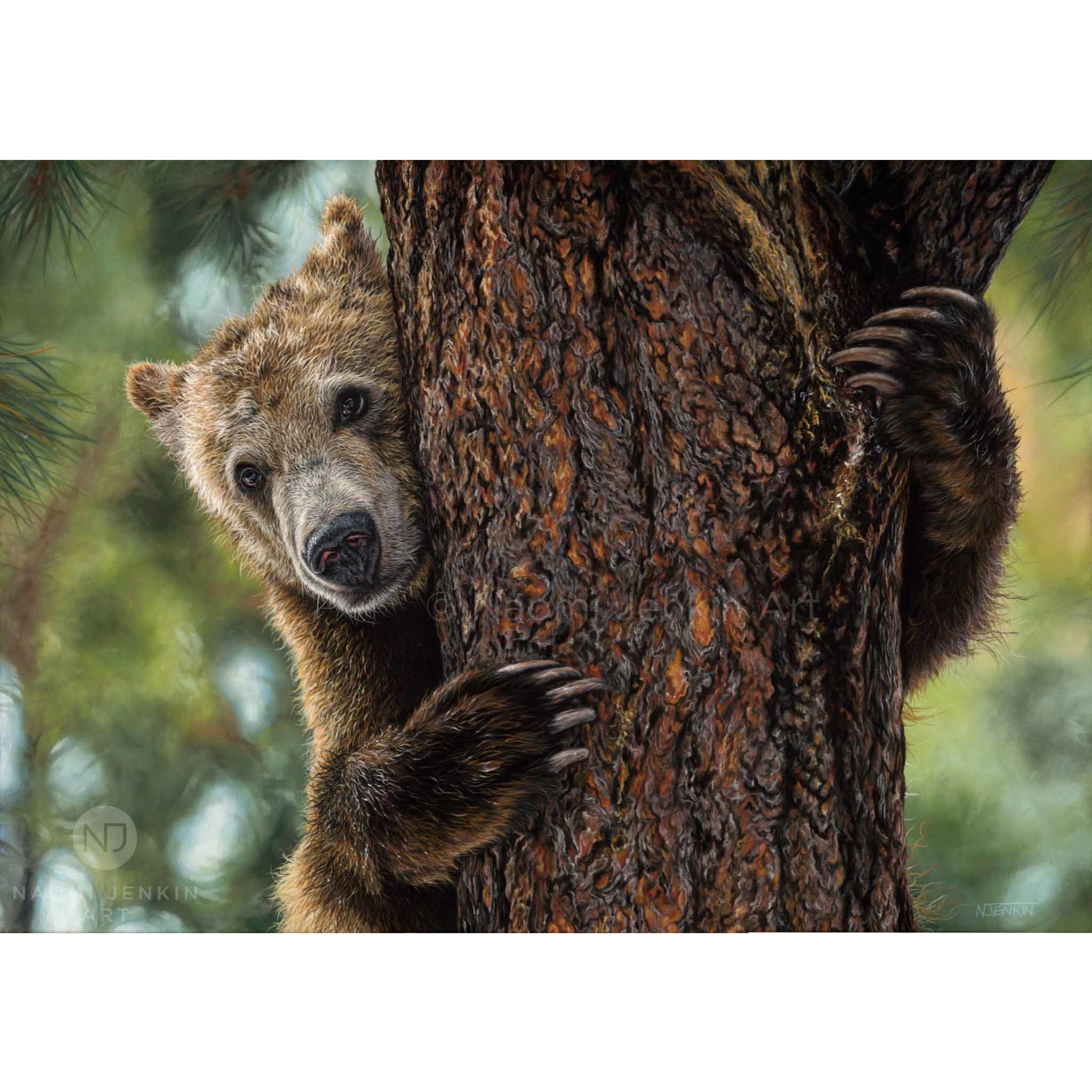 Wildlife art drawing of a grizzly bear by Naomi Jenkin Art. 