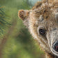 Face and paw close up from the grizzly bear artwork by artist Naomi Jenkin