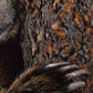 Close up of a wildlife art drawing of a grizzly bear by Naomi Jenkin Art. 