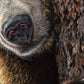 Close up drawing of a grizzly bear's snout by wildlife artist Naomi Jenkin as part of the 'Peekaboo' bear print