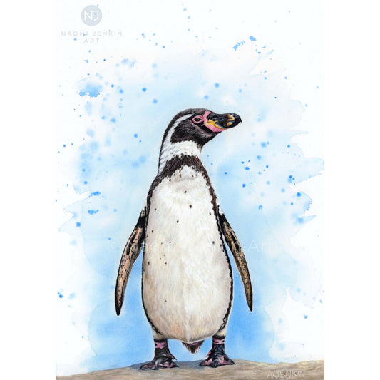 Original Humboldt Penguin drawing by Naomi Jenkin Art.