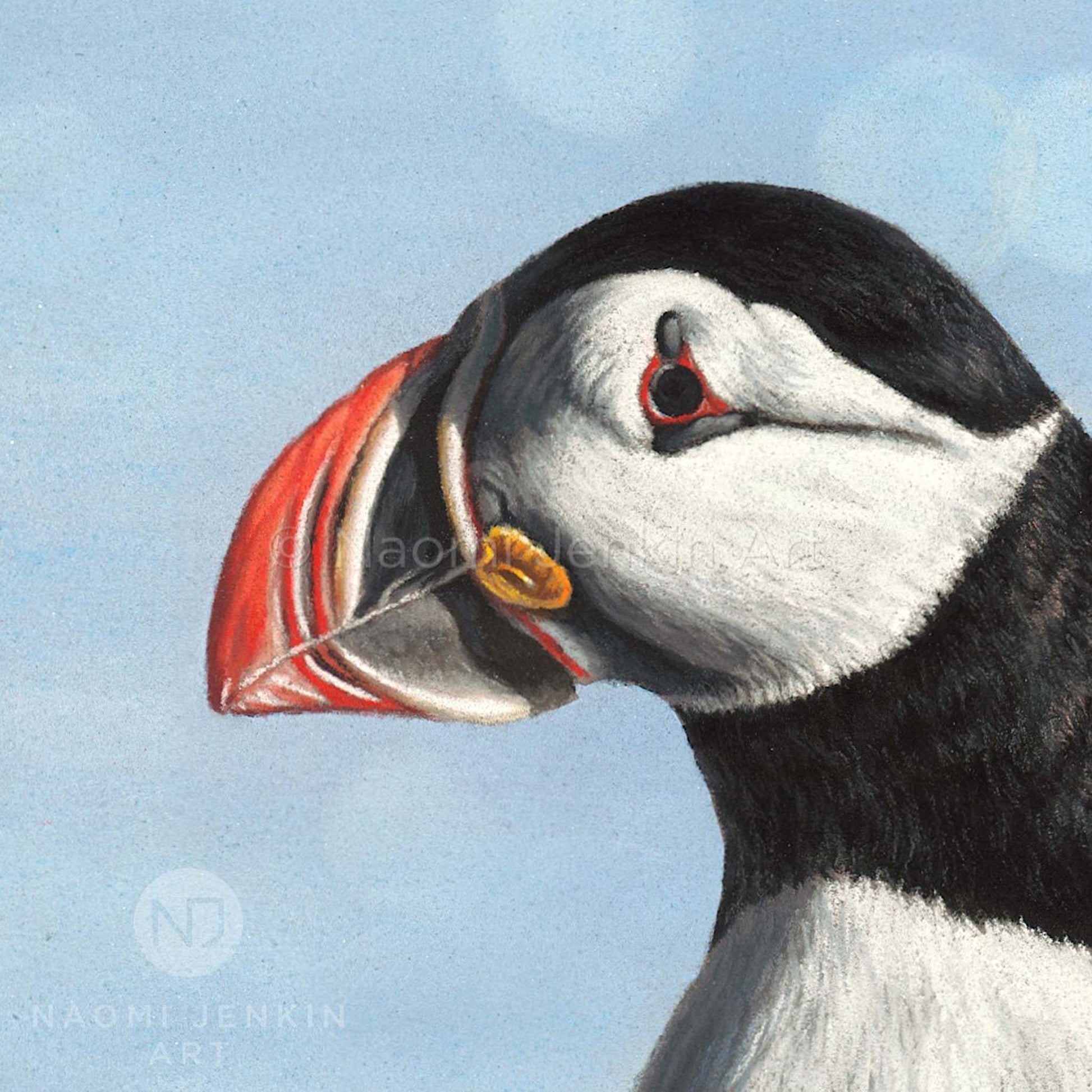 Close up puffin face and beak from the 'Puffins' original painting by Naomi Jenkin