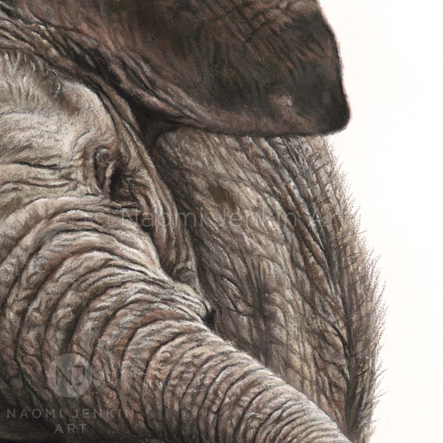 Close up elephant face and trunk drawing from the print 'Shake It Off' by Naomi Jenkin