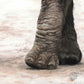 Close up elephant foot drawing from the print 'Shake It Off' by Naomi Jenkin