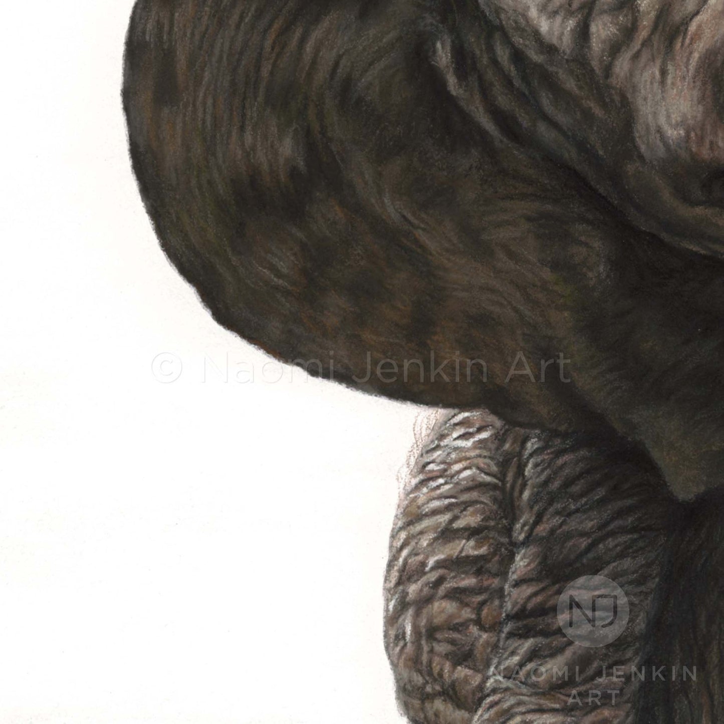 African elephant close up drawing from the print 'Shake It Off' by Naomi Jenkin Art
