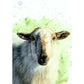 Original sheep artwork by Naomi Jenkin Art.