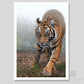 Tiger art print "Stealth" by wildlife artist Naomi Jenkin Art.