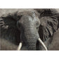 Original african elephant painting by wildlife artist Naomi Jenkin