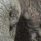 Close up elephant face drawing from the print 'The Elephant Charge' by Naomi Jenkin