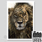 Fine art print of a lion painting titled "Warrior" by wildlife pastel artist Naomi Jenkin. Wildlife Artist of the Year 2025 finalist. 