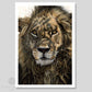 Fine art print of a lion painting titled "Warrior" by wildlife pastel artist Naomi Jenkin. 