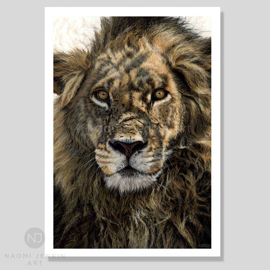 Fine art print of a lion painting titled "Warrior" by wildlife pastel artist Naomi Jenkin. 