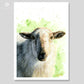 Art print of a sheep drawing with a green watercolour background by Naomi Jenkin Art. 