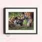 Framed tiger art print by Naomi Jenkin Art